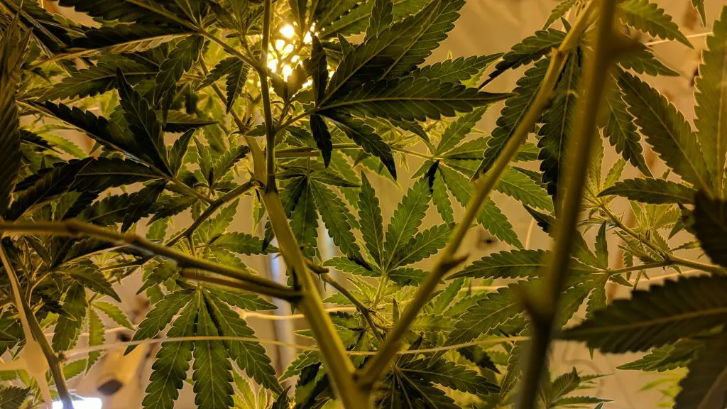 How to Prevent and Treat Common Marijuana Pests and Diseases