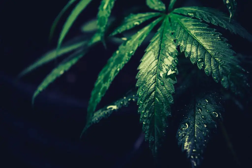 From Seed to Sale: The Journey of Legal Cannabis in California