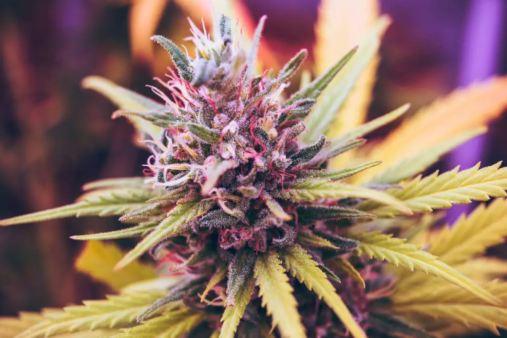 Growing Gold: How Canadian Cannabis Cultivators Are Seeding Success Worldwide