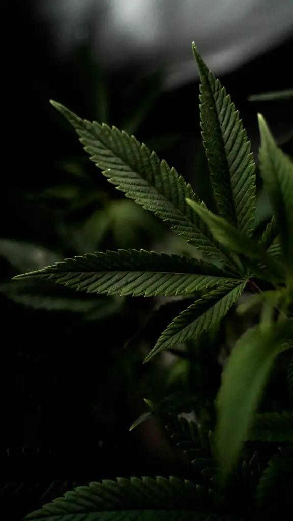 Medical Cannabis: Transforming Treatment for Anxiety and Depression